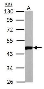 RBFOX1 Antibody in Western Blot (WB)