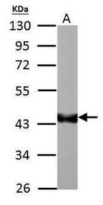 RBFOX1 Antibody in Western Blot (WB)