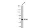 cIAP1 Antibody in Western Blot (WB)