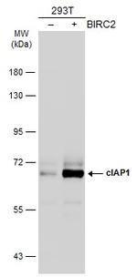 cIAP1 Antibody in Western Blot (WB)