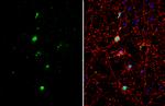 TLE1 Antibody in Immunocytochemistry (ICC/IF)