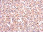 WARS Antibody in Immunohistochemistry (Paraffin) (IHC (P))