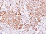 BMP-15 Antibody in Immunohistochemistry (Paraffin) (IHC (P))