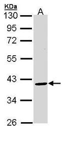 BMP-15 Antibody in Western Blot (WB)