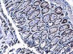 PIASy Antibody in Immunohistochemistry (Paraffin) (IHC (P))