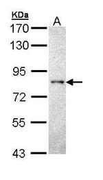 PCPTP1 Antibody in Western Blot (WB)