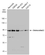 DVL2 Antibody in Western Blot (WB)