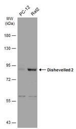 DVL2 Antibody in Western Blot (WB)