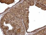 alpha Catenin Antibody in Immunohistochemistry (Paraffin) (IHC (P))