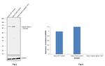 alpha Catenin Antibody