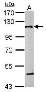 alpha Catenin Antibody in Western Blot (WB)