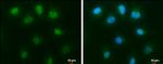 c-Abl Antibody in Immunocytochemistry (ICC/IF)