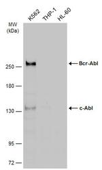 c-Abl Antibody in Western Blot (WB)