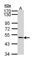 NIPA Antibody in Western Blot (WB)