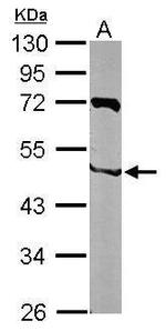 NIPA Antibody in Western Blot (WB)