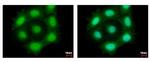 Securin Antibody in Immunocytochemistry (ICC/IF)