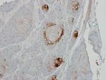 TRIB1 Antibody in Immunohistochemistry (Paraffin) (IHC (P))