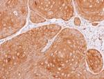 14-3-3 theta Antibody in Immunohistochemistry (Paraffin) (IHC (P))