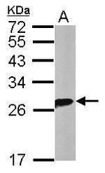 14-3-3 theta Antibody in Western Blot (WB)