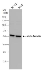 TUBA1A Antibody in Western Blot (WB)
