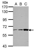 ThPOK Antibody in Western Blot (WB)