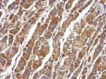 DEAF1 Antibody in Immunohistochemistry (Paraffin) (IHC (P))