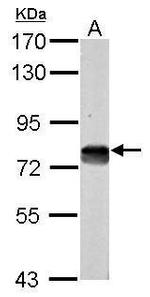 DMTF1 Antibody in Western Blot (WB)