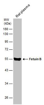 Fetuin B Antibody in Western Blot (WB)
