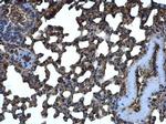 CRMP5 Antibody in Immunohistochemistry (Paraffin) (IHC (P))