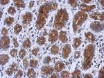 UPF1 Antibody in Immunohistochemistry (Paraffin) (IHC (P))