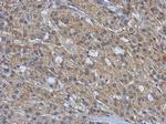 AMFR Antibody in Immunohistochemistry (Paraffin) (IHC (P))