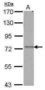 AMFR Antibody in Western Blot (WB)