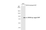 HHIP Antibody in Western Blot (WB)