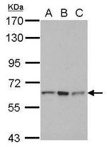 RNF12 Antibody in Western Blot (WB)