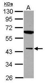 MBNL1 Antibody in Western Blot (WB)