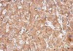 Fibronectin Antibody in Immunohistochemistry (Paraffin) (IHC (P))