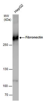 Fibronectin Antibody in Western Blot (WB)