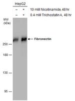 Fibronectin Antibody in Western Blot (WB)