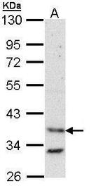 BAG1 Antibody in Western Blot (WB)