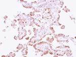 CD44 Antibody in Immunohistochemistry (Paraffin) (IHC (P))