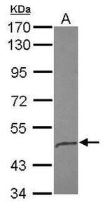 CD44 Antibody in Western Blot (WB)