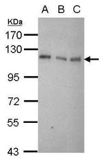 DAXX Antibody in Western Blot (WB)