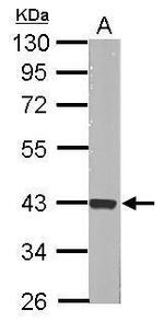 ERK2 Antibody in Western Blot (WB)