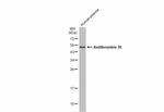 SERPINC1 Antibody in Western Blot (WB)