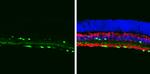 ChAT Antibody in Immunohistochemistry (Frozen) (IHC (F))