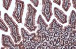 ChAT Antibody in Immunohistochemistry (Paraffin) (IHC (P))