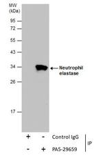 Neutrophil elastase Antibody in Immunoprecipitation (IP)