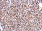 ENO1 Antibody in Immunohistochemistry (Paraffin) (IHC (P))