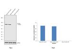 Vinculin Antibody in Western Blot (WB)