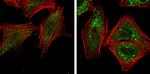 ATG5 Antibody in Immunocytochemistry (ICC/IF)